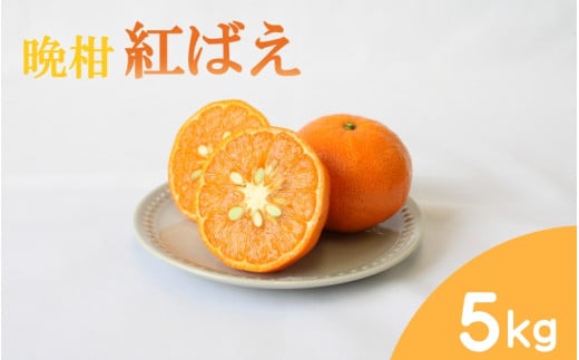 【先行予約】晩柑 紅ばえ　5kg【1月上旬以降順次発送予定】 / 和歌山県 田辺市 みかん 晩生 柑橘