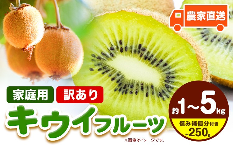 
                  先行予約 ご家庭用 キウイ フルーツ 約1kg 約2.5kg 約5kg 各＋250g (傷み補償分) 池田鹿蔵農園@日高町（池田農園株式会社）《11月中旬～2027年4月下旬出荷》【配送不可地域あり】和歌山県 日高町 わけあり 訳あり 扁平果
                