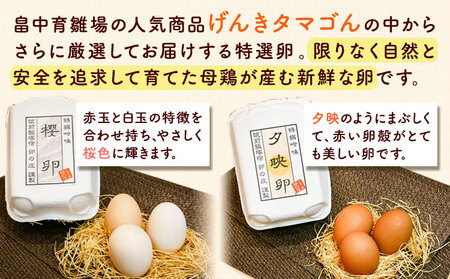 特選卵とカステラの詰め合わせA 《30日以内に出荷予定(土日祝除く)》福岡県 鞍手郡 小竹町 卵 カステラ かすてら 詰め合わせ 送料無料 有限会社畠中育雛場