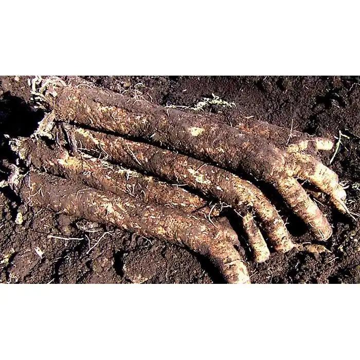 【セイショウ】京の希少野菜・堀川ごぼうを使用「京都堀川ごぼうチップス」