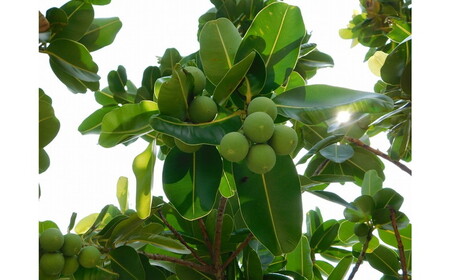 Natural Essence TAMANU スターターセット エイジングケア スキンケア スキンケアセット 美容 ギフト 沖縄市 / 株式会社すまエコ[BCBJ010]