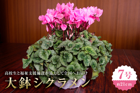 【思いやり型返礼品】《先行予約　数量限定　季節限定》高校生と福祉支援施設が協力して全国へお届けする　たくさんの愛が詰まった大鉢シクラメン (発送予定：2025年11月下旬～2025年12月上旬) mi0049-0001 花 フラワー 植物 観葉植物 自然