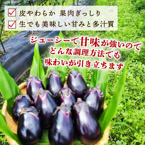 なす 1㎏ 大小8～15個 新潟黒十全なす なす なす なす なす なす tsuguchan002