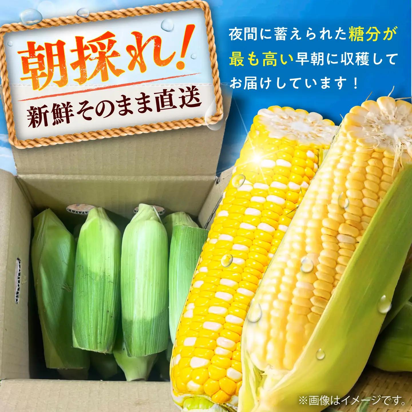 先行予約 2027年6月上旬より順次発送 訳あり スイートコーン(品種問わず) 4kg以上 スイートコーンBHCJ005