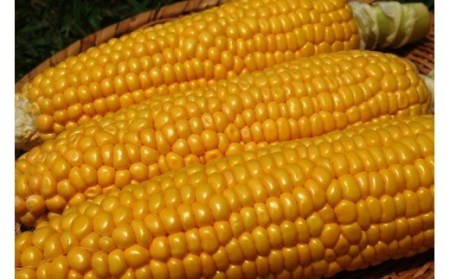 【令和6年6月9日予約締切】 築上町 特産品 スイートコーン 約3kg 【京築の恵み】《築上町》【JA福岡京築　営農部】 [ABAW001] 10000円 1万円