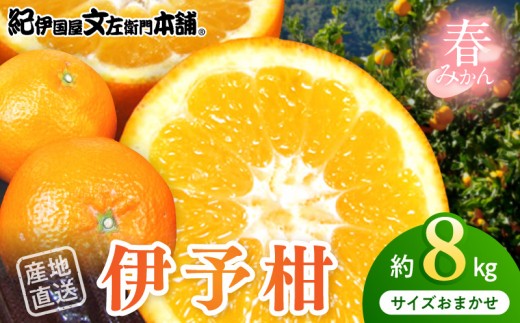 
                  【2027年先行予約】伊予柑(いよかん)[約8kg]和歌山県有田産 春みかん (果実サイズおまかせ) 春みかん 紀伊国屋文左衛門本舗_V7402
                