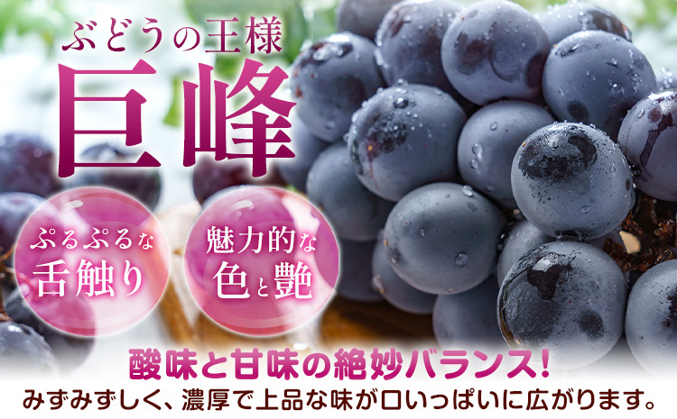 ぶどう 巨峰 ご家庭用 紀の里巨峰 和歌山県産 約900g (2-3房)《8月中旬-9月上旬頃出荷》和歌山県 紀の川市 ぶどう ブドウ 葡萄 巨峰 フルーツ 果物 フルーツ f-1