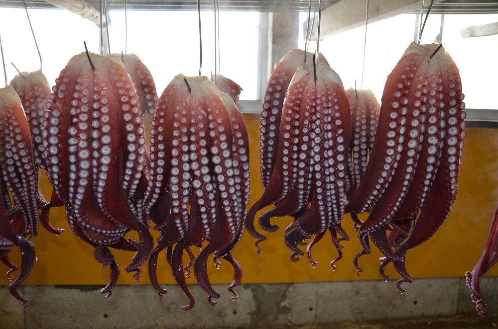 【北海道苫前産】煮タコ（足・頭混）　1.5kg前後