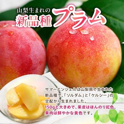 ふるさと納税 山梨県 山梨県オリジナル品種の完熟すもも「サマーエンジェル」舌の上でとろけるなめらかな果肉 |  | 01
