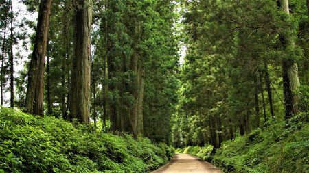 ぐるり日光感謝券【商品券3000円分】｜旅行券 クーポン券 お食事券 旅行 観光 温泉 旅館 ホテル カフェ レジャー施設 地域商品券 チケット 日光市 [0206]