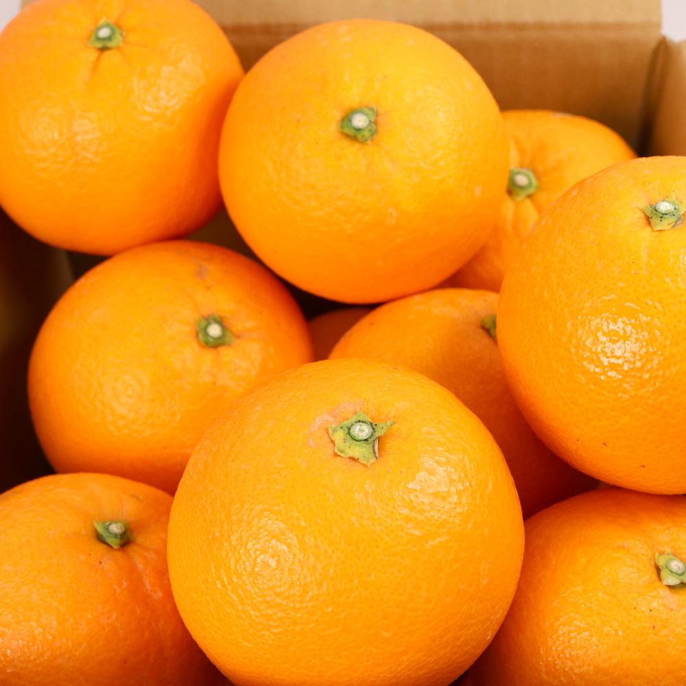 ［先行予約］厳選 ネーブルオレンジ5kg+250g（傷み補償分）［光センサー選別］［柑橘・ジュース］［IKE39］