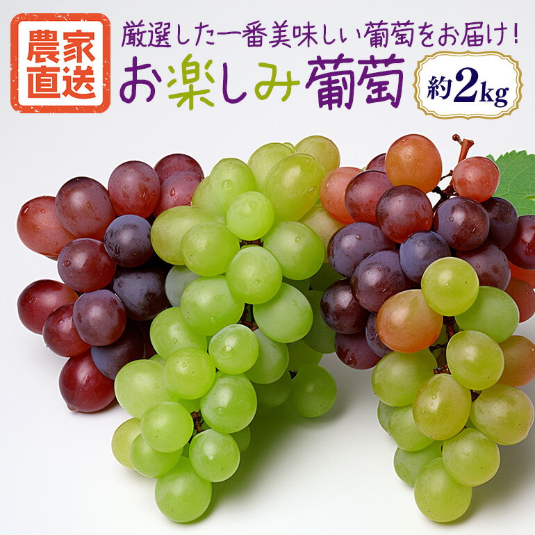 【ふるさと納税】 数量限定 期間限定 お楽しみ葡萄 約2kg ブドウ ぶどう 葡萄 マスカット 皮ごと食べられる 果物 フルーツ くだもの シャインマスカット ハイベリー マスカサーティーン バイオレットキング 富士の輝 BKシードレス 等 【9月下旬〜10月下旬発送予定】 54-D