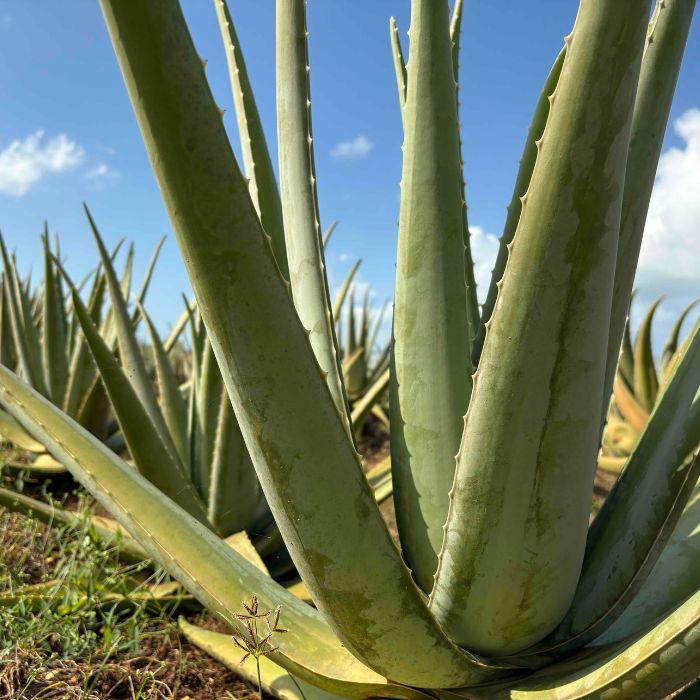 宮古島産オーガニックアロエベラ使用 アロエのチカラローション（OG01）