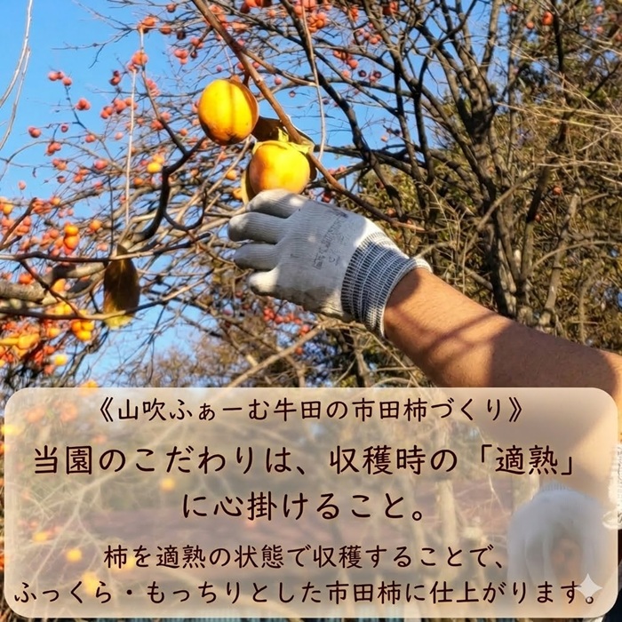 【数量限定】市田柿 2Lサイズ 500g×2袋 2026年1月発送開始 長野県 信州 南信州 高森町 柿 干し柿 かき 高級 和菓子 お茶請け ドライフルーツ 自然食品 山吹ふぁーむ牛田