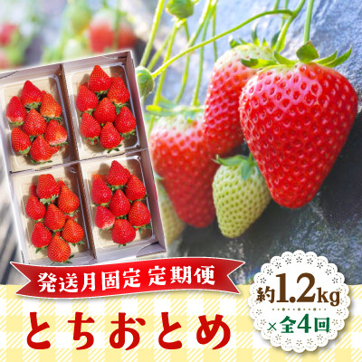 【発送月固定定期便】朝摘み とちおとめ 約1200g全4回【配送不可地域：離島・沖縄】【4055716】