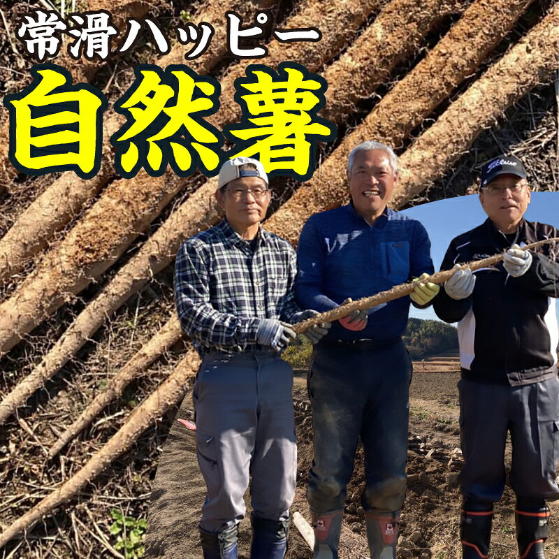【ふるさと納税】常滑 ハッピー自然薯【選べる容量 1kg・2kg】国産 自然薯 産地直送 山芋 芋 とろろ 長芋 滋養強壮 野菜 希少な根菜 山菜 日本原産の野生種 お取り寄せ 愛知県 常滑市 送料無料