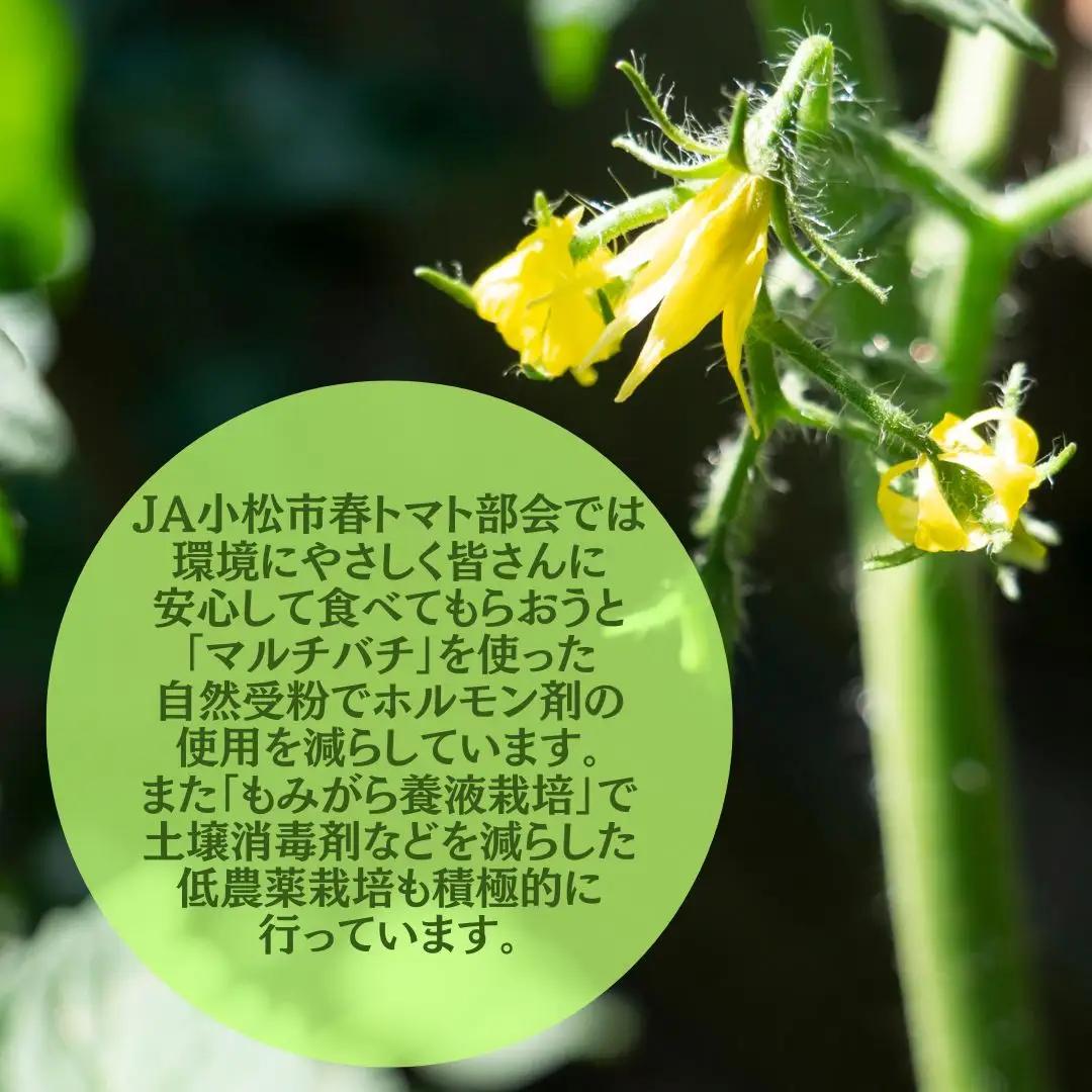 春トマト  20玉～24玉（約4kg）小松産 野菜 春とまと | 石川県 小松市【JAあぐり】