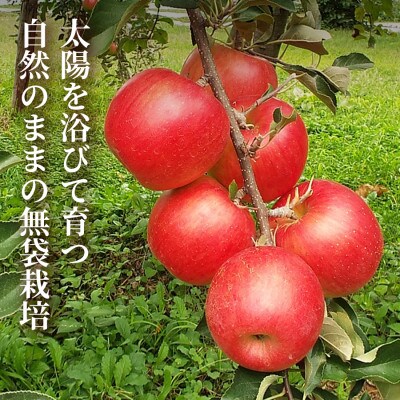 【青森直送 季節の味覚をお届け】サン早生ふじ 3個入×2箱(贈答用)2026年産 産地直送 限定生産【配送不可地域：離島】【1700941】