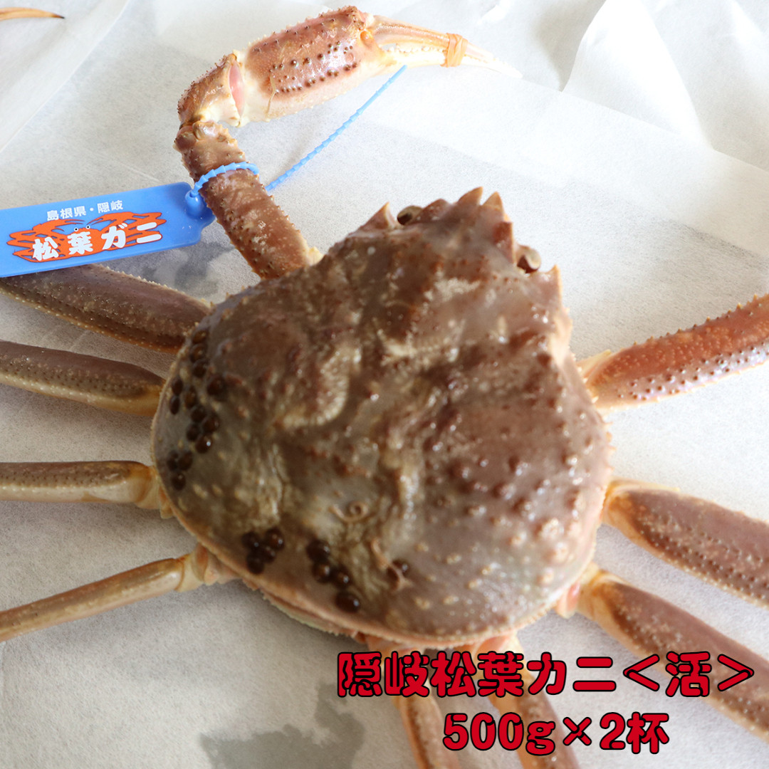 
隠岐松葉カニ 計1kg 500g×2杯〈活〉
