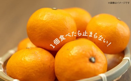 【先行予約】 早生 （宮川早生） みかん Lサイズ 約5kg  ー2025年11月より発送ー 長与町/山口農園 [EBI011] みかん ミカン 温州みかん 早生みかん 長崎みかん 長与みかん