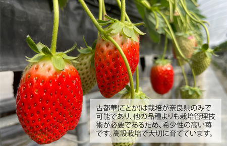 【数量限定】苺 古都華(ことか) 奈良県ブランドいちご 約270g x 6パック 計1620g かたおかの苺