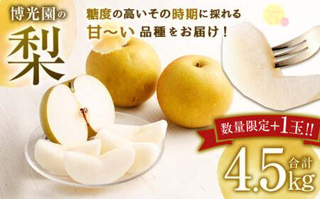 【数量限定】梨 4.5kg+1玉 【2024年9月下旬～12月下旬発送予定】 豊水 20世紀 新高 新興 果物 フルーツ