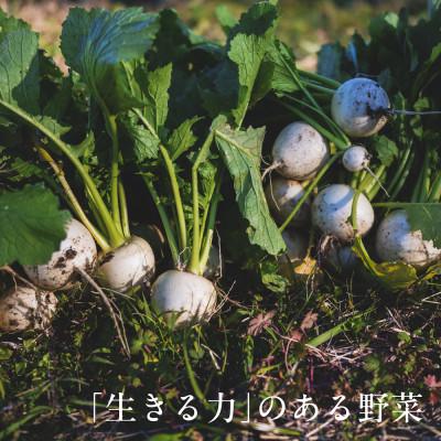 ふるさと納税 掛川市 【毎月定期便】しあわせ野菜畑の有機野菜　Mセット　(安心の有機JAS認証　オーガニック野菜)全12回 |  | 02