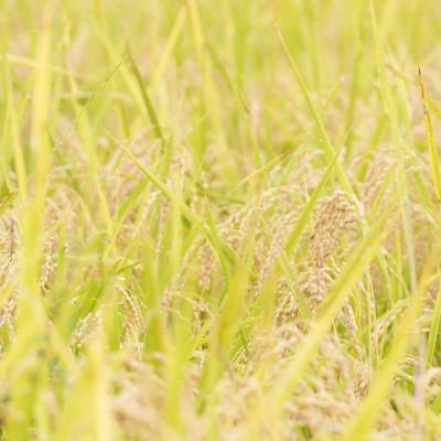 ふるさと納税 塩谷町 【令和7年産 】有機JAS認定「奇跡のお米 神宝米」白米3kg |  | 02