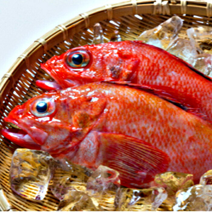 【ふるさと納税】 [北海道根室産] 鮮 キチジ ( めんめ 、 キンキ ) きちじ メンメ きんき キンキ さかな サカナ 魚 お取り寄せ グルメ 海鮮 北海道 根室市 ふるさと納税 D-52001