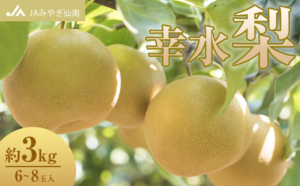 【JAみやぎ仙南】梨「幸水」約3kg (6～8玉入)