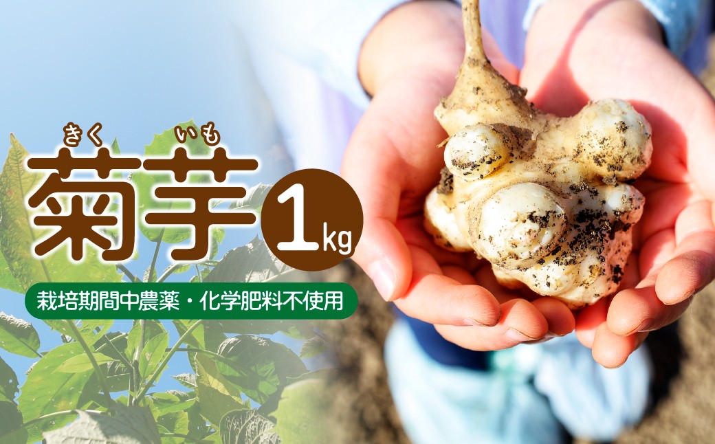 
            【思いやり型返礼品】菊芋 1kg | 菊芋 キクイモ 食物繊維 イヌリン インスリン 腸内環境 栽培期間中 農薬不使用 化学肥料不使用 就労支援 世界農業遺産 落ち葉堆肥農法 循環型農業 森林循環 ピクルス チップス きんぴら サラダ  森のとうふ屋さん きふと 埼玉県 所沢市
          