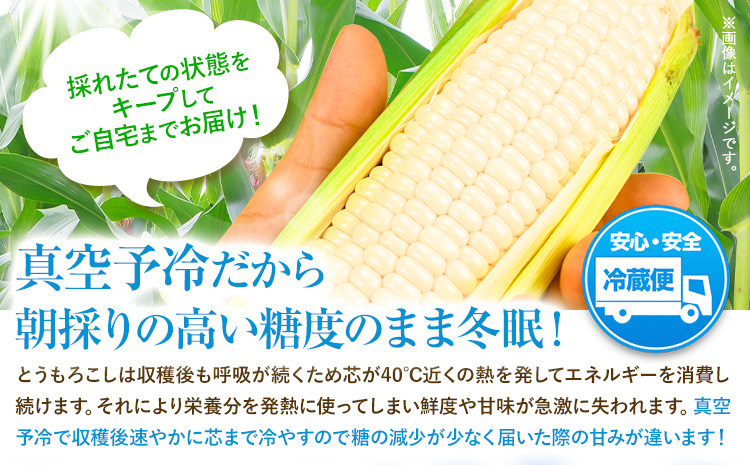 【特大】 とうもろこし 極甘 ホワイトコーン 「 なよろホワイト 」 8.5kg 以上 20～22本 特大 サイズ《 7月 下旬- 9月 中旬頃出荷予定》 朝採れ 真空予冷 冷蔵 高糖度 先行予約 夏