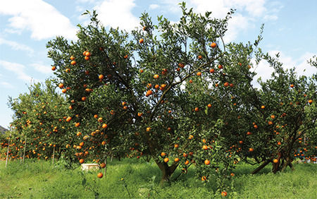 2026年2月上旬～発送 たんかん約5kg 迫田果樹園 A-164 鹿児島 開聞 たんかん みかん タンカン ミカン 指宿 フルーツ 果物 冬 旬 ご家庭用