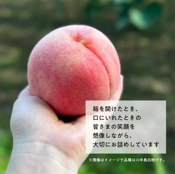 【厳選品】旬の桃(品種おまかせ) 大玉3玉 (岡山県産)  【KF-A016-03】
