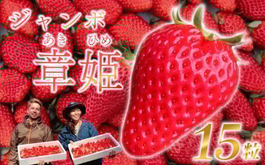 【 先行予約 】 いちご 苺 ジャンボ 章姫 いちご 15 粒 ×2 パック 2025年 12月末より 順次発送予定 フルーツ スイーツ デザート くだもの 果物 ストロベリー 甘い おいしい 大粒 あきひめ フレッシュ 国産 濃厚 新鮮 プレゼント 贈答ギフト お歳暮 農家直送 産地直送 牧之原苺 牧之原いちご 牧之原イチゴ 静岡苺 静岡いちご 静岡イチゴ 牧之原章姫 静岡県 牧之原市 藤田農園