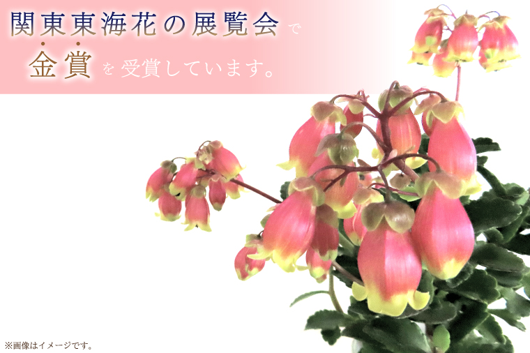 【2026年2月より順次発送】須貝花園 カランコエ 1鉢(7号鉢)｜カランコエ 花 季節の花 須貝花園 先行予約 茨城県 行方市(C-3)