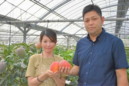 【2026年 先行予約】奄美完熟マンゴー 化粧箱 約1kg(2～3玉入り) 農家直送！|マンゴー