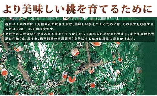 和歌山県産 白鳳 桃 11～15玉入り秀品［2027年6月下旬以降発送］［MG90］