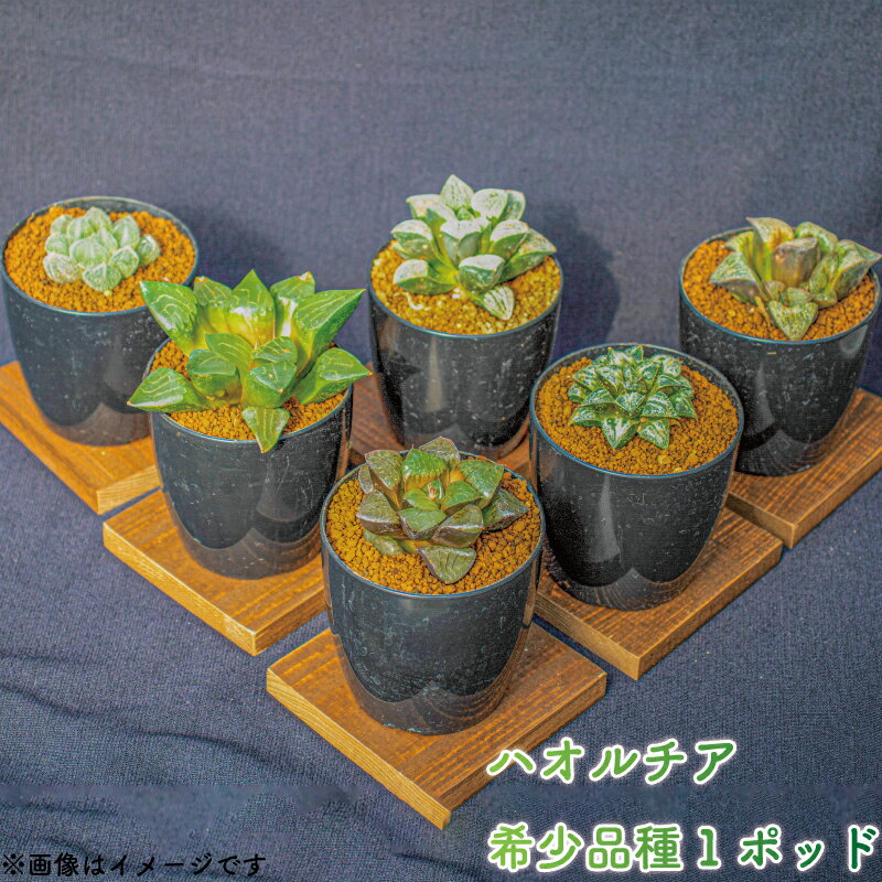 【ふるさと納税】 【選べる品種】 多肉植物 ハオルチア 希少品種 1ポッド