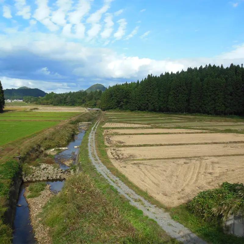 ＜先行予約＞令和8年産【精米】つや姫マイスターの技を継承「つや姫」10kg（5kg×2） 食品 金山町 山形県 ごはん F4B-0766