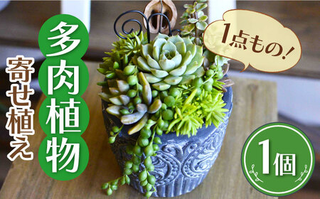 natur オリジナル 多肉植物 / かわいい インテリア 多肉植物[AFAT001]