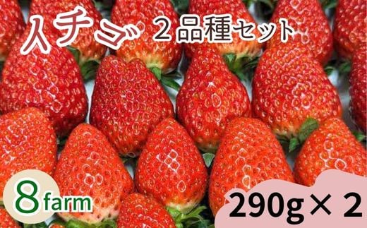 
            イチゴ2品種セット【食べ比べ いちご 約290g×2パック 苺 冷蔵 安来】
          