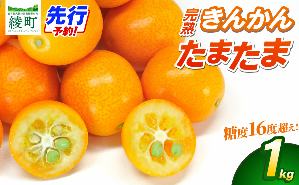【先行予約】完熟きんかん「たまたま」1kg 果物 フルーツ くだもの 柑橘 金柑 おすすめ ブランド ギフト 贈り物 贈答 プレゼント おすそ分け おやつ スイーツ デザート 大きい 糖度が高い 常温 産地直送 宮崎県 綾町 送料無料【JA綾町】_A0114-2561