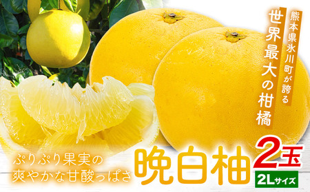 晩白柚 2玉 2Lサイズ ばんぺいゆ 熊本《12月上旬-1月末頃出荷》熊本県 氷川町 果物 フルーツ 熊本県産 晩白柚 ばんぺいゆ