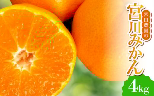 
            ＜みかんの王道＞宮田農園の宮川みかん　4Kg【1467258】
          