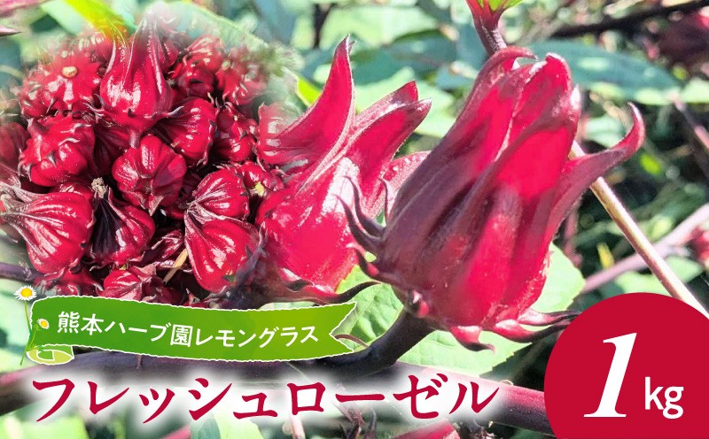 
                  熊本ハーブ園レモングラス　フレッシュローゼル(1kg)_U42-0020
                