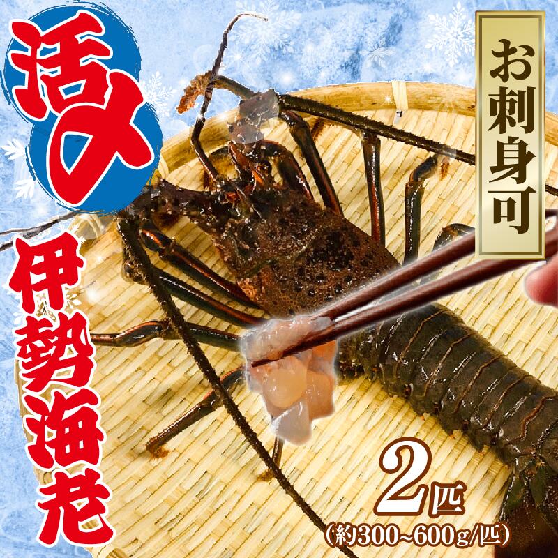 【ふるさと納税】 【9月以降順次発送】 伊勢海老 活〆冷凍伊勢海老 300~600g 2匹 約1kg 刺身 海老 エビ 刺し身 エビマヨ 味噌汁 天ぷら 天丼 鬼瓦焼き 甘み 旨味 美味しい 冷凍 氷締め 大きい 贅沢 ご褒美 豪華 ギフト プレゼント 贈答 記念日 家庭用 治吉水産 千葉県 旭市