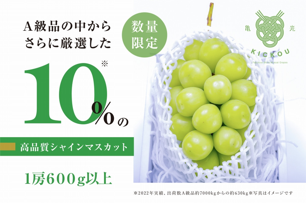 
            【数量限定】粒が詰まった高級シャインマスカット「亀光」1房600g以上【2025年発送】（RO）B-156 【亀光 シャインマスカット 葡萄 ぶどう ブドウ 令和7年発送 期間限定 山梨県産 甲州市 フルーツ 果物】
          