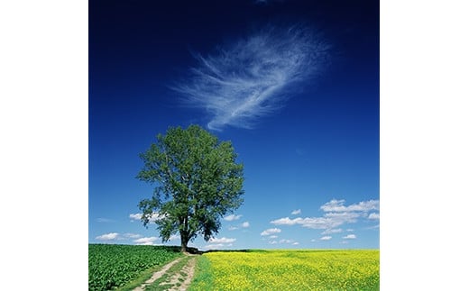 秋空に浮かぶ巻雲