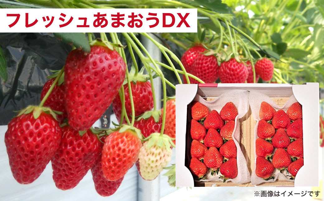 【予約受付・3回定期便】あまおう贅沢セット No2